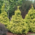 thumbnail image 3 of Proven Winners ColorChoice Soft Serve Gold Cypress Live Shrub (2 Gallon), 3 of 9