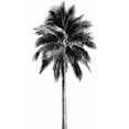 thumbnail image 3 of Blake, Madeline 11x18 Black Modern Framed Museum Art Print Titled - Palm Tree I, 3 of 5