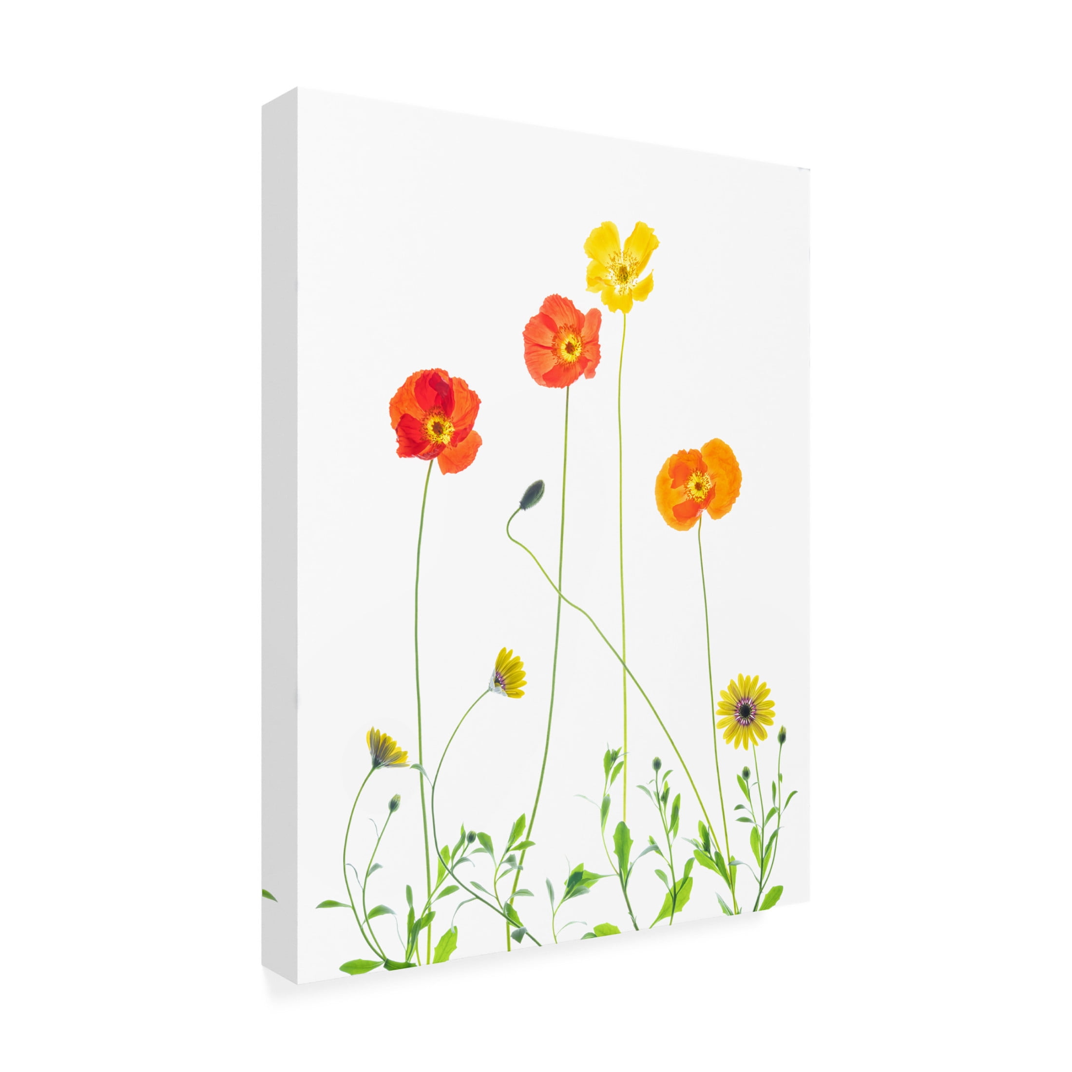 Canvas Wall Art - Chuanxu Ren 'Flowers' Wall Art for Living Room, Bedroom, or Office Décor by Trademark Fine Art - 35 x 47 Inches
