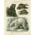 thumbnail image 3 of Edwards, Sydenham 12x14 Black Modern Framed Museum Art Print Titled - Brown Bear and Polar Bear, 3 of 5