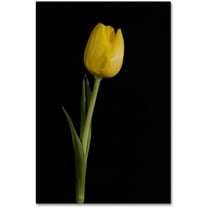 Trademark Fine Art 'Yellow Tulip Black Background 5' Canvas Art by PIPA Fine Art