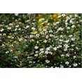 thumbnail image 2 of Cranberry Cotoneaster, 2 of 6