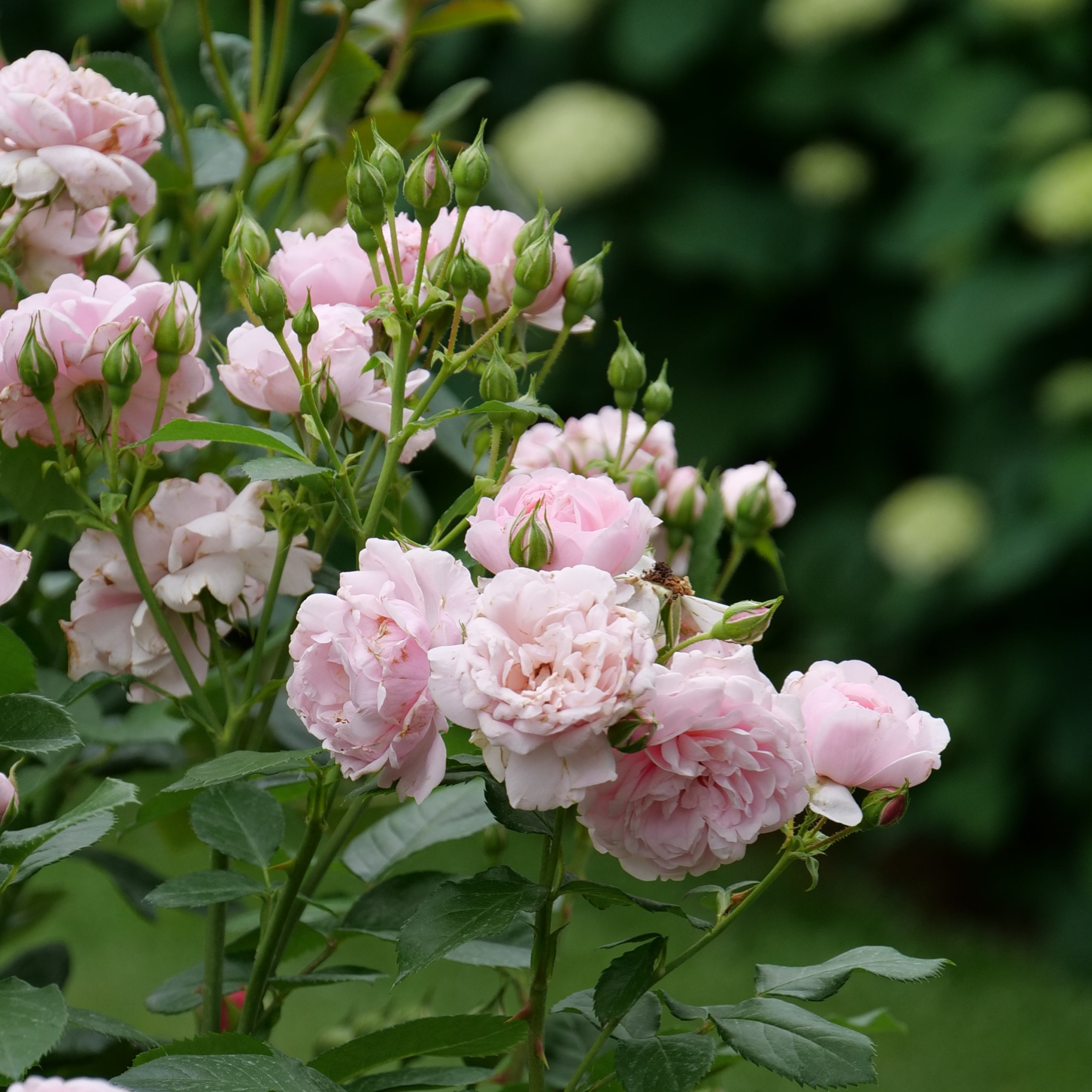 Proven Winners ColorChoice 5" Reminiscent Pink Rose Live Plant in 4.5" Pot (4 Count)