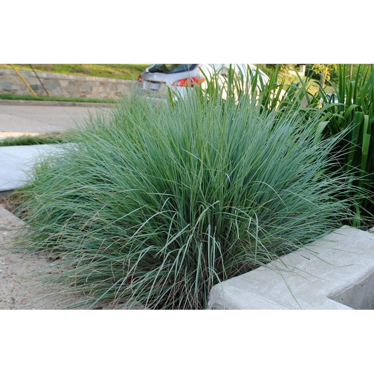 Little Bluestem 'The Blues' - Outdoor Perennial Ornamental
