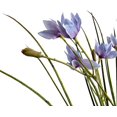 thumbnail image 5 of 6pcs Artificial Silk Onion Orchid Plastic Flower Bouquet Realistic DIY Blooms Table Centerpiece for Home Kitchen Garden Wedding Party Decor… (Blue),Blue, 5 of 6