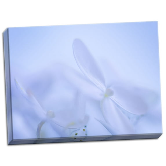 Gango Home Decor Lime Light Hydrangea IV by Kathy Mahan (Ready to Hang); One 24x18in Hand-Stretched Canvas