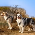 thumbnail image 3 of Arnés táctico Rabbitgoo para perros grandes, negro, talla L, 3 of 8