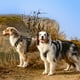 thumbnail image 3 of Arnés táctico Rabbitgoo para perros grandes, negro, talla L, 3 of 8