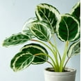 thumbnail image 5 of 14" x 16" Faux Calathea Plant in Ceramic Pot - Hearth & Hand™ with Magnolia, 5 of 5