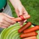 thumbnail image 2 of 2 uds rebanadoras en espiral para perros calientes, ciclón cortador de salchichas para barbacoa herramientas de cocina cortadores en espiral para perros calientes hogar DIY rebanador de salchicha, 2 of 5