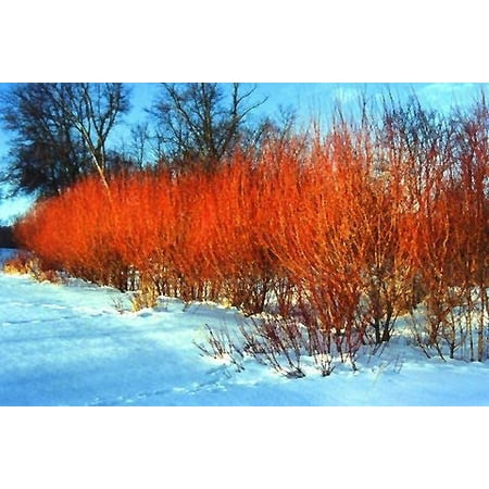 

4 Flame Willow Tree Cuttings - Vibrant Orange and Red Bark - Unique Trees to Grow