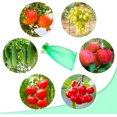 thumbnail image 2 of Bolsa protectora para frutas, 60 unidades (verde), bolsa protectora para uvas, 20 x 30 cm, bolsa de organza para jardín con cordón contra avispas, drosófilas, escarabajos y pájaros, 2 of 3