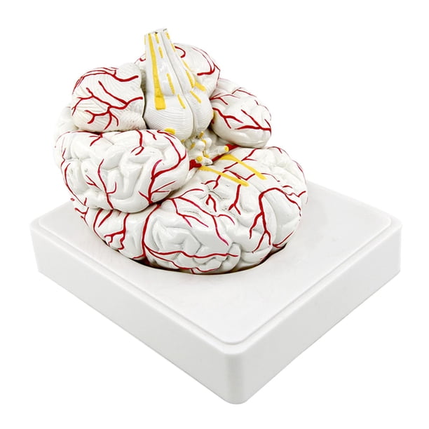 Modelo de cerebro humano Modelo de cerebro humano Herramienta de enseñanza de anatomía para la enseñanza de la escuela Suministros de ciencia educativa Recursos 7 piezas Sunnimix anatomía del cerebro