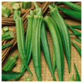 thumbnail image 5 of Everwilde Farms - 50 Organic Perkins Long Pod Okra Seeds - Gold Vault Jumbo Bulk Seed Packet, 5 of 5