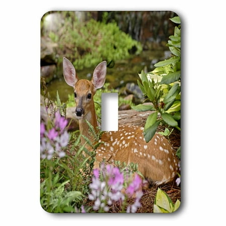 3dRose White-tailed deer fawn, Louisville, Kentucky - US18 AJE0388 - Adam Jones, Single Toggle Switch