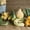 Gremlins Gourd Mix, variant on Pumpkin Seeds for Planting (10 Seeds) - Exotic and Hard to Find Pumpkin, Squash and Gourd Seeds - Vegetable Garden Seeds (Pink Pumpkins)