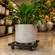 thumbnail image 1 of Base con Ruedas para Maceta de Metal Negro | Soporte Rodante 360° para Plantas, 1 of 9