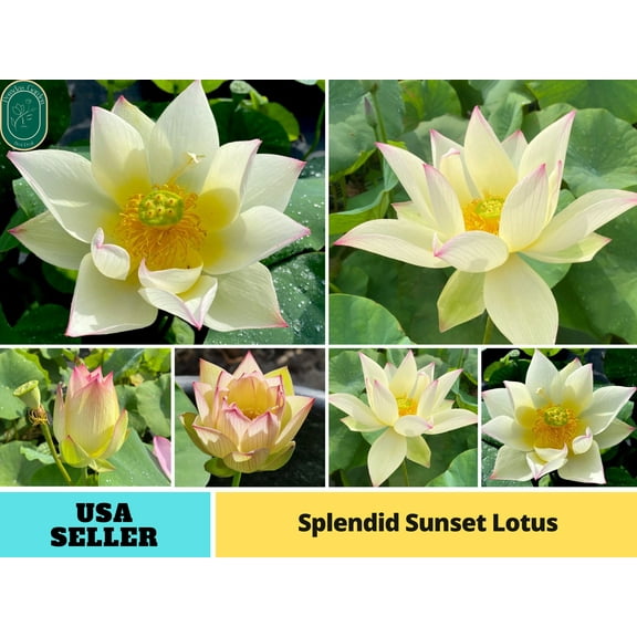5 Rare Seeds| Splendid Sunset Lotus Seeds - Indian Lotus (Nelumbo nucifera) Seeds - Flower Seeds - B3G1 #Q020
