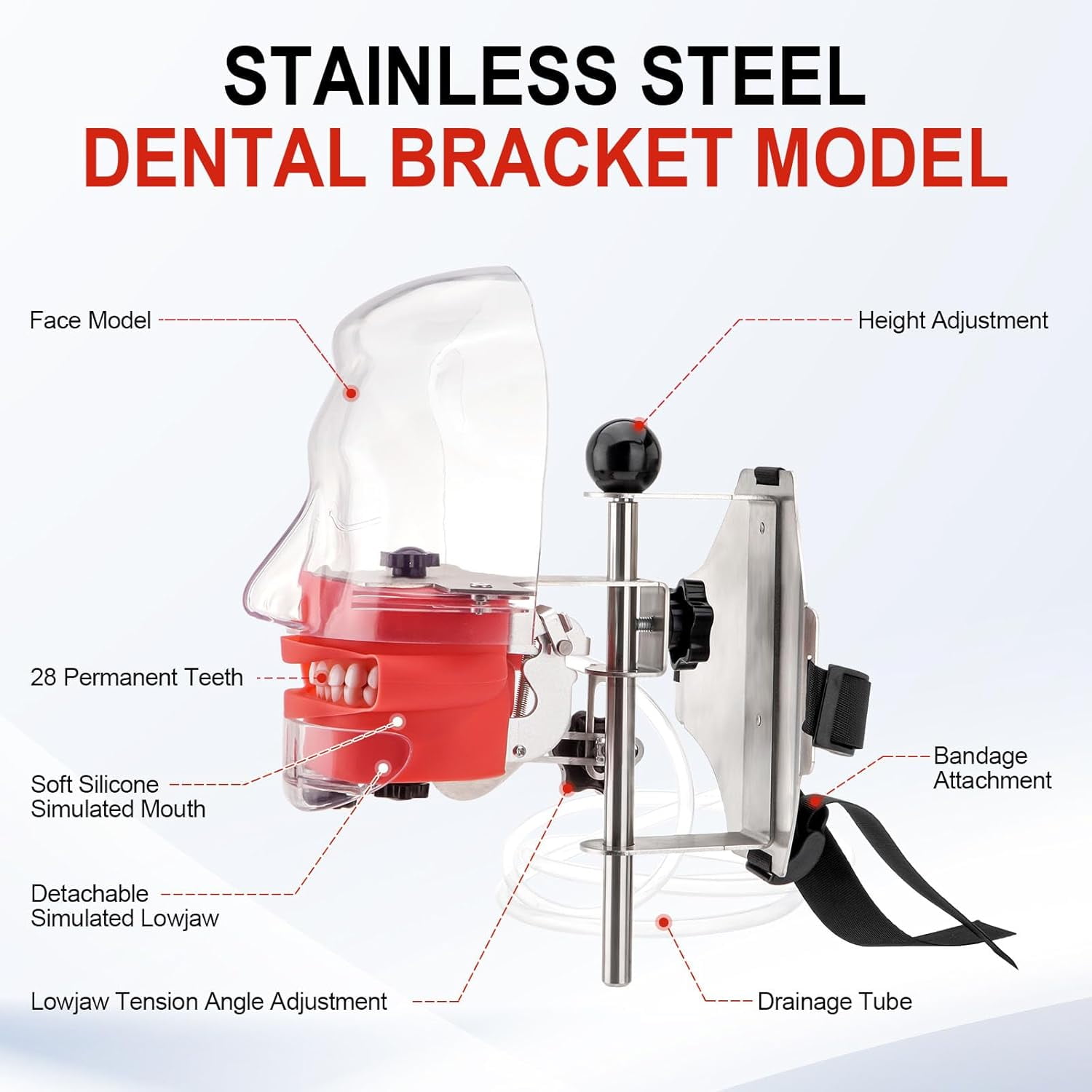 FOUR E's Scientific Dental Manikin Simulator Phantom Head with 28 Detachable Teeth, 180-Degree Rotatable, Height Adjustable, for Education