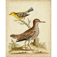 thumbnail image 3 of Edwards, George 15x18 Black Modern Framed Museum Art Print Titled - Antique Bird Menagerie I, 3 of 5