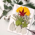 thumbnail image 3 of Hojas secas naturales DIY Art Hecho A Mano A La Planta Enmarcada De Hojas De Hojas Decoración Decorativa Para Hogar Para Tarjetas De Boda Resina Vela Verde Hoja 9 Irene Inevent HA010772-02, 3 of 7