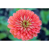 250 SALMON QUEEN ZINNIA Elegans California Giant Double Flower Seeds