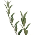 thumbnail image 4 of American Plant Exchange Arbequina Olive Tree, 5-Inch Pot, Live Fruiting Houseplant, Self-Pollinating Plant, 1.5ft Tall, 4 of 8