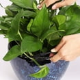 thumbnail image 5 of Heldig Bonsai Pruning Scissors Mini Garden Clippers Pruning Shears for Bud and Leaves Trimmer Tainless Steel Bud and Bonsai Trimming Pruners Trimmers, 5 of 6