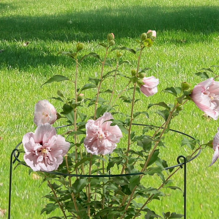 Expert Gardener Green Steel Peony Cage for Flowers 14in x 24in
