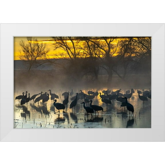 Jaynes Gallery 14x11 White Modern Wood Framed Museum Art Print Titled - USA-New Mexico-Bernardo Wildlife Management Area-Sandhill cranes in water on foggy sunrise