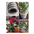 thumbnail image 4 of White Resin Flower Pot for Home Decor Durable and Breathable Planter for Succulents 15cm and 12cm Diameter, 4 of 5