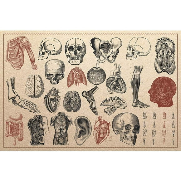 PPHAOSHO Human Anatomy Skeleton Chart Antique Bones Diagram Layout Medicine Medical Biology Circulatory Muscular System Collection Reference Poster frameless Painting Canvas Wall Posters 20x30inch