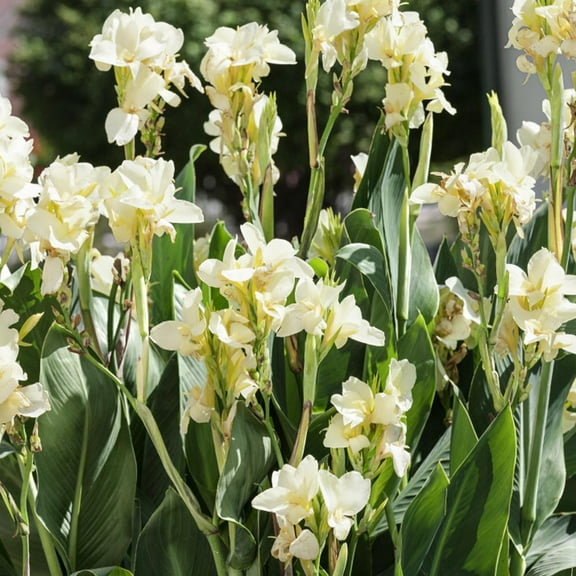 Outsidepride 20 White Canna Seeds, Perennial Flower