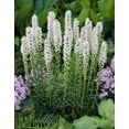 thumbnail image 1 of Bulbes à fleurs Tasc – Bulbe de Liatris Spicata ‘Alba’ (Étoile flamboyante), 1 of 2
