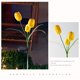 thumbnail image 5 of Lámpara De Pie De Acero Inoxidable Luces solares con forma de tulipán, de acero inoxidable amarillo, para exteriores, jardines, patios y paisajes (1 pieza). Rkxzt, 5 of 8