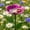 Pink, variant on Metal Flower Pollinator Watering Station Garden Stake Butterfly Bee Hummingbird Feeder Outdoor Yard Decor Rustproof Waterproof