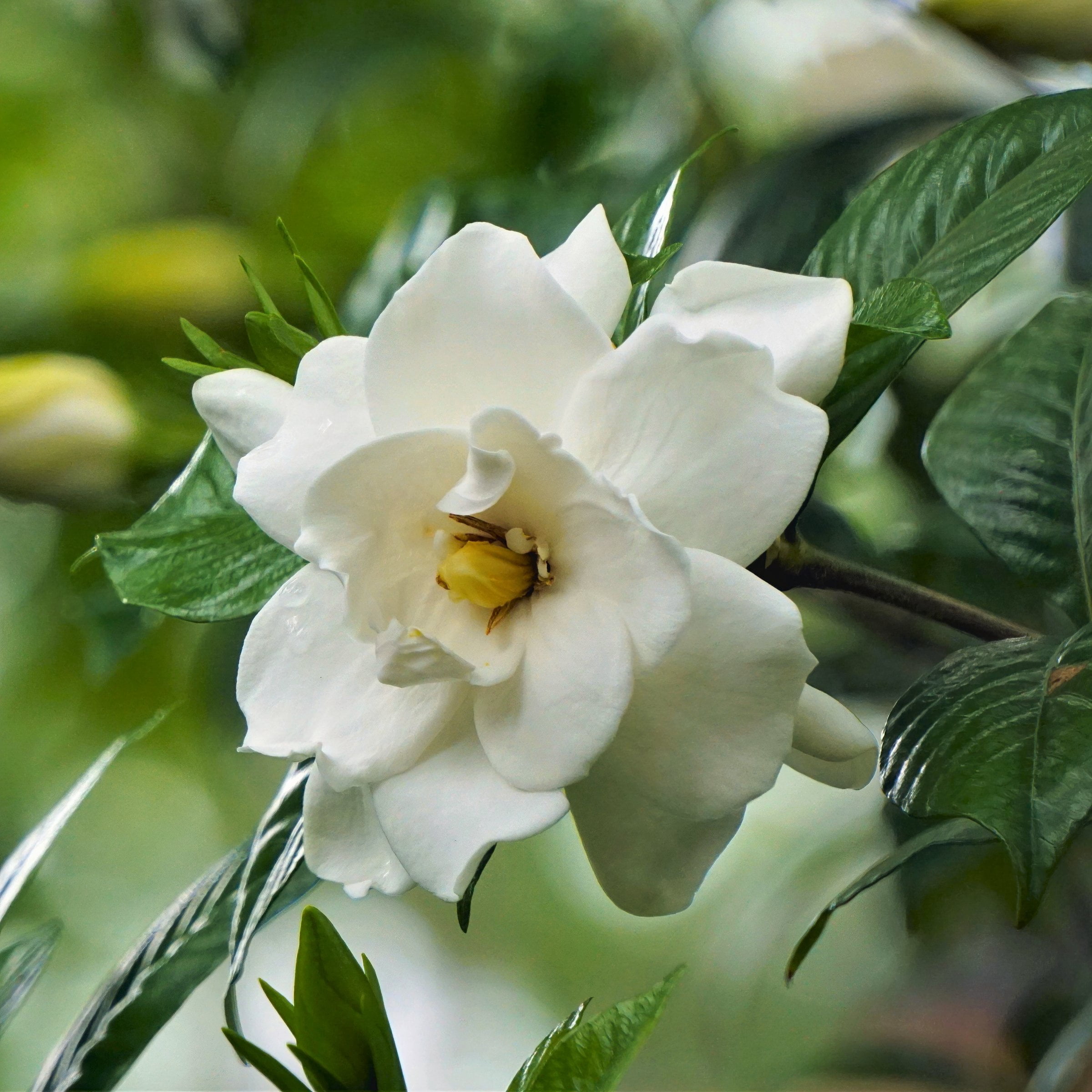 National Plant Network 4 in. Gardenia Frostproof (32-Pack)