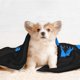 thumbnail image 4 of Manta para perros Jey Uso, manta suave y cálida, mantas para perros para niñas y niños, manta para mascotas, manta de terciopelo de doble cara para mascotas, 4 of 8