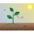 thumbnail image 2 of Photosynthesis Scheme Wall Mural by Wallmonkeys Peel and Stick Graphic (36 in W x 29 in H) WM171638, 2 of 4