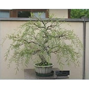 Bonsai Tree Dragon Willow - Thick Trunk Cutting - Indoor/Outdoor Live Bonsai Tree - Old Mature Look Fast - Ships from Iowa, USA