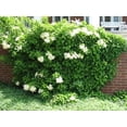 thumbnail image 2 of 50 CLIMBING HYDRANGEA Anomala Petiolaris Vine Flower Seeds, 2 of 3