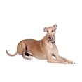 thumbnail image 2 of CafePress - Greyhound (Liedown) Mug - 11 oz Ceramic Mug - Novelty Coffee Tea Cup, 2 of 4