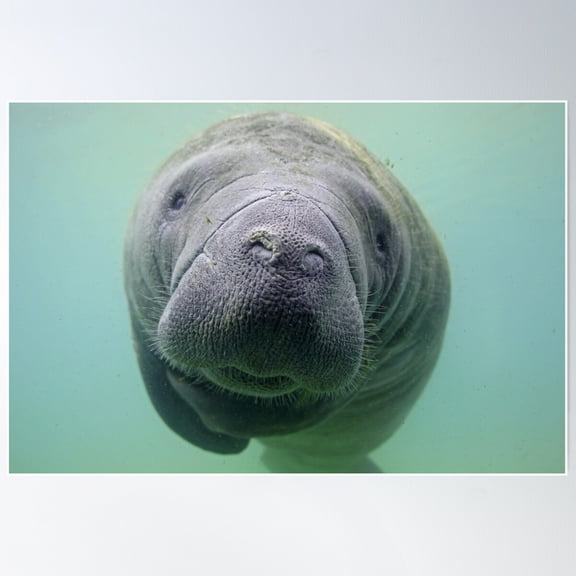 Manatee Poster Wall Art, Modern Wall Decor For Living Room Bedroom, 8x12 UNFRAMED