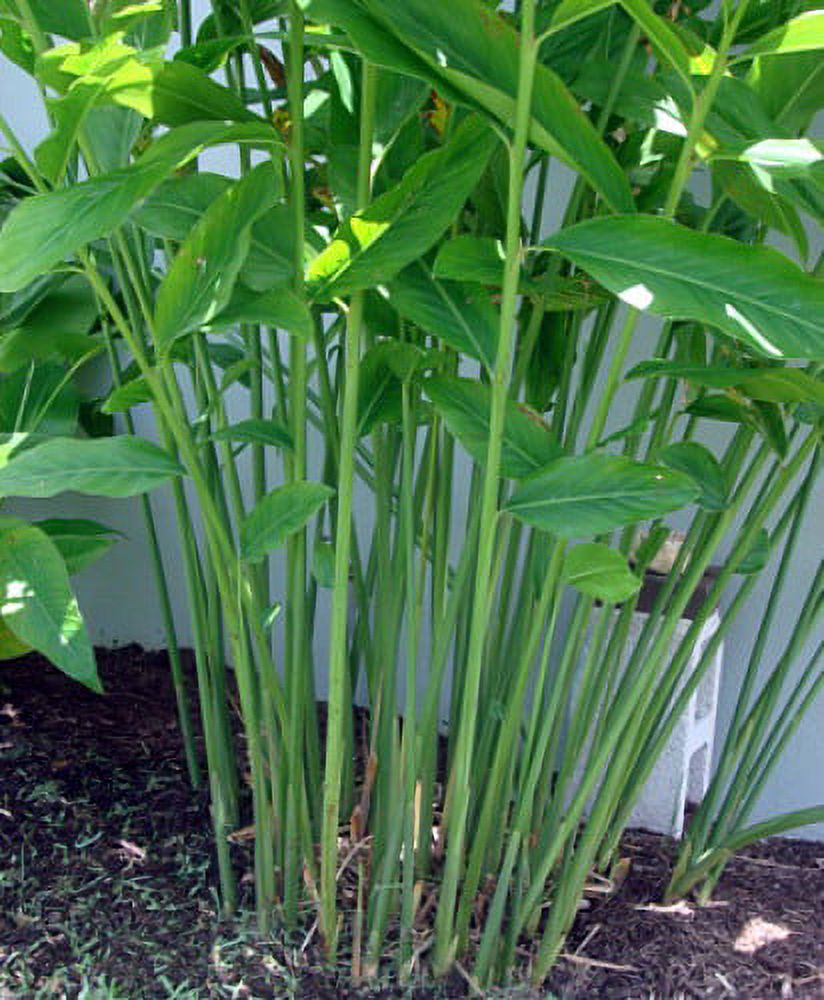 Spice Ginger Plant - Galangal - Alpinia galanga -Fragrant- Indoors/Out -4" Pot - image 3 of 4