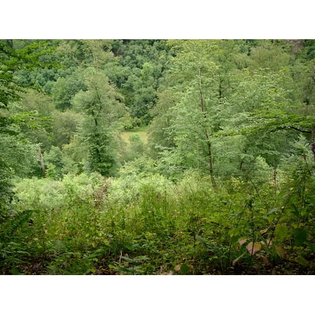 - Peel-n-Stick Poster of Glade Green Nature Forest Landscape Poster 24x16 Adhesive Sticker Poster Print