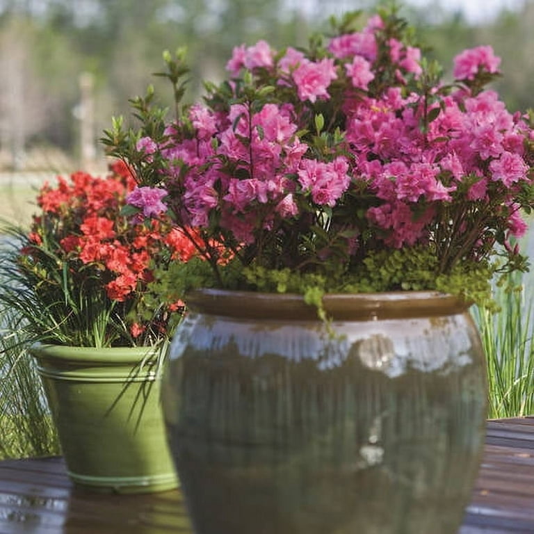 Encore Azalea Autumn Carnation (2 Gallon) Pink Flowering Shrub