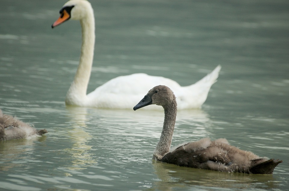 Peel-n-Stick Poster of Swans Young Baby Swan Swan Water Bird Bird