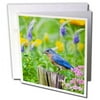 3dRose Eastern Bluebird on fence post in flower garden, Marion Co. IL - Greeting Cards, 6 by 6-inches, set of 12