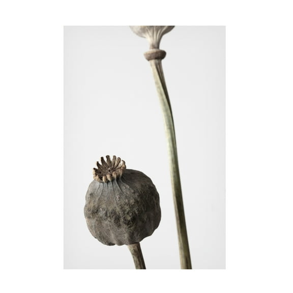 Trademark Fine Art Pictufy Studio Dried Canvas Wall Art