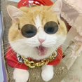 thumbnail image 4 of Stylish Pet Sunglasses: Make Your Furry Friend Look Cool & Protected From The Sun!, 4 of 5